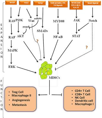 Frontiers | The Yin And Yang Of Myeloid Derived Suppressor Cells